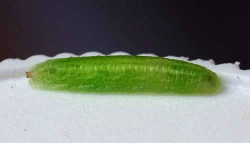 Réf. 304 206 : Sphaerophoria scripta